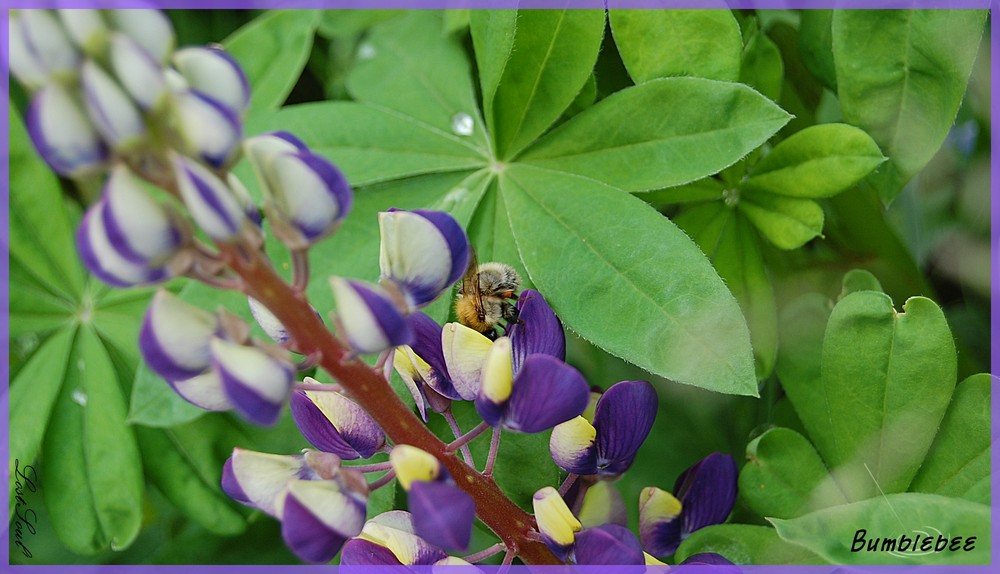 Hummel auf Kerzenblume