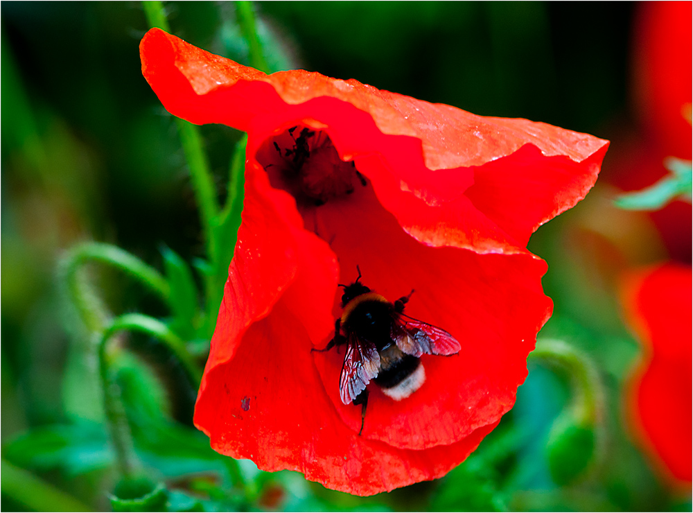 Hummel auf Klatschmohn