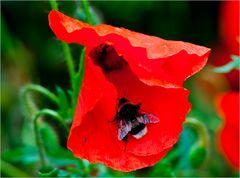 Hummel auf Klatschmohn