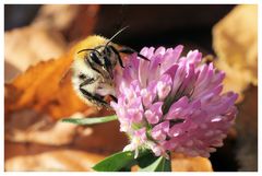 Hummel auf Klee