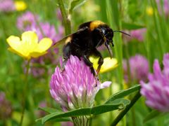 Hummel auf Kleeblüte