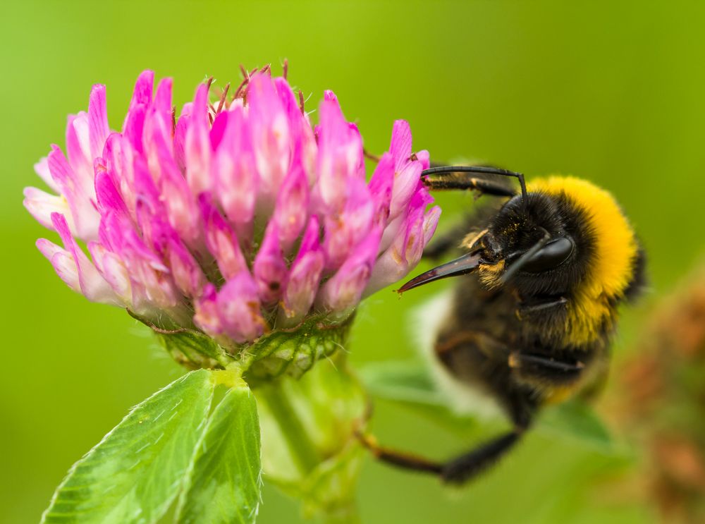 Hummel auf Kleeblüte