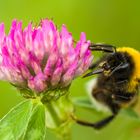 Hummel auf Kleeblüte