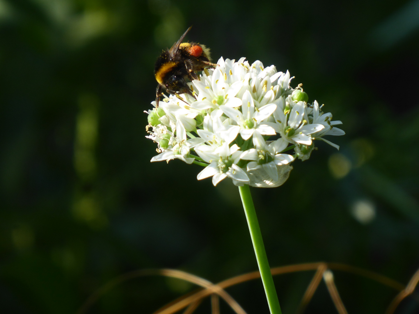 Hummel auf Knoblauchblüte