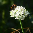 Hummel auf Knoblauchblüte