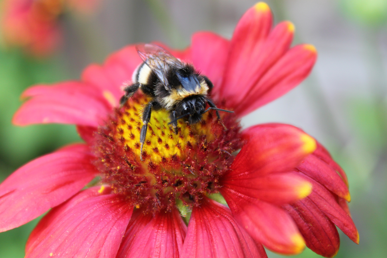 Hummel auf Kokardenblume