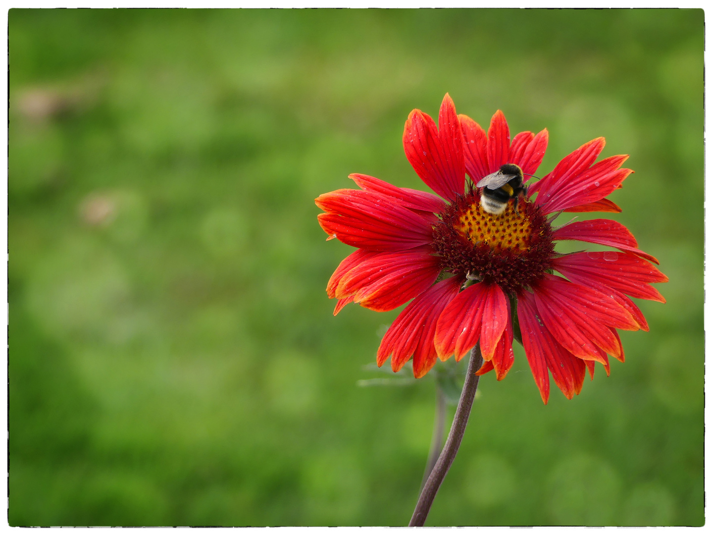 Hummel auf Kokardenblume