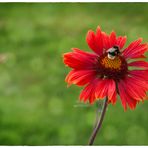 Hummel auf Kokardenblume