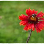 Hummel auf Kokardenblume