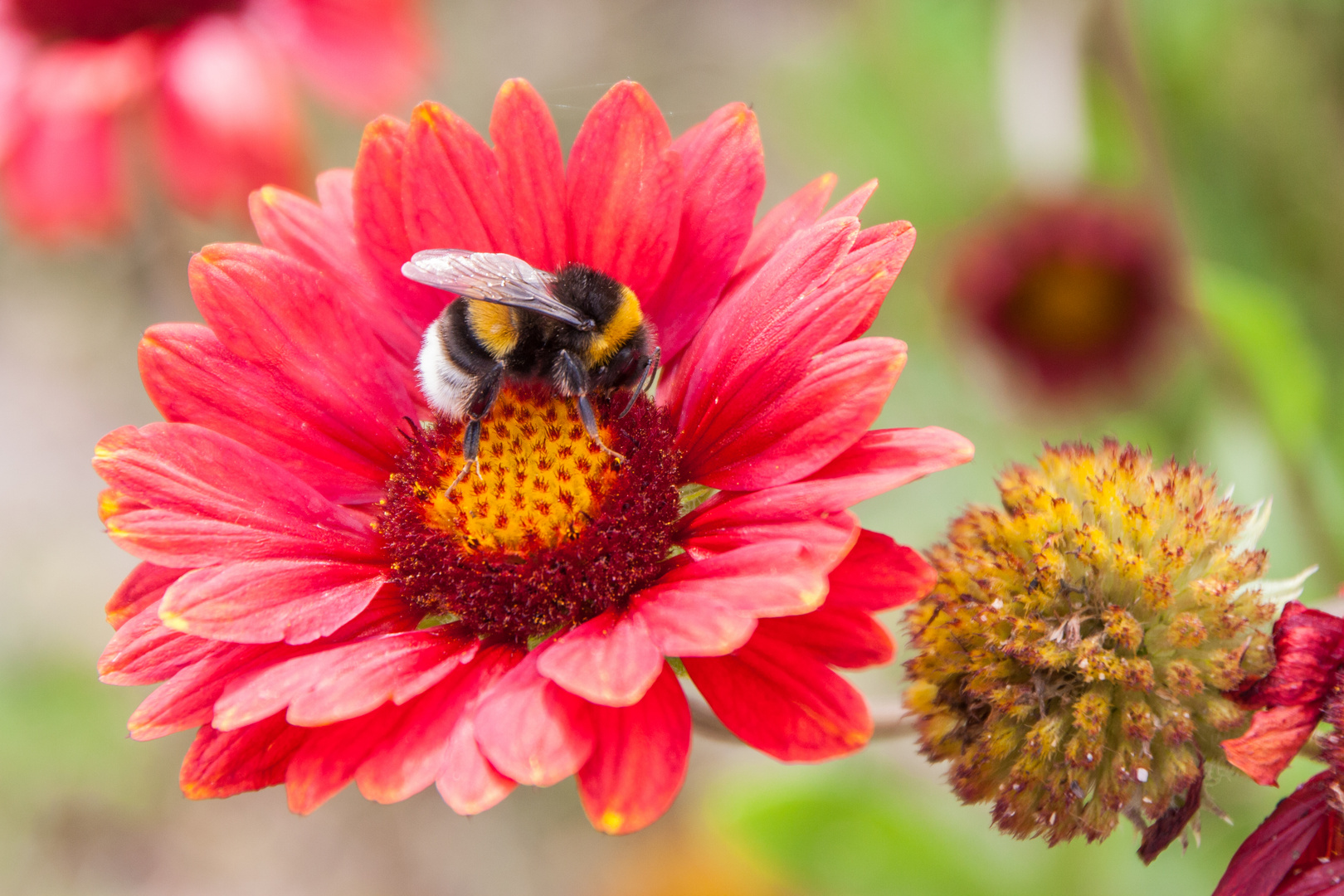 Hummel auf Kokardenblume