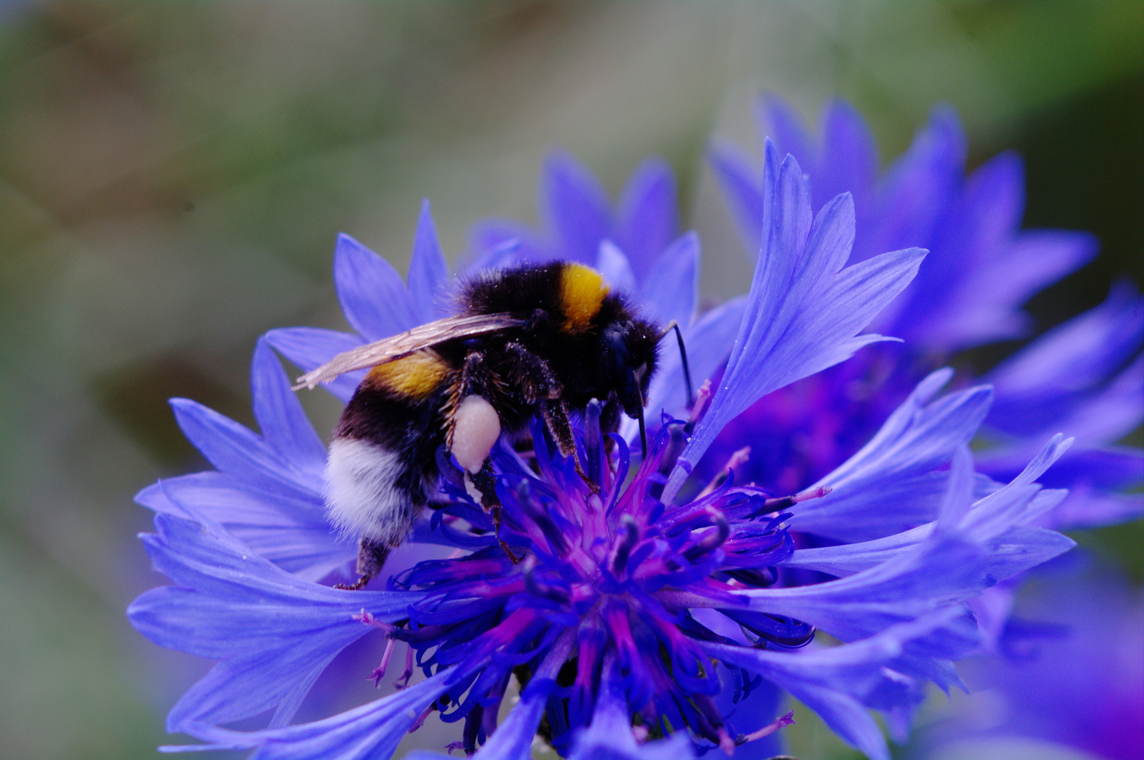 Hummel auf Kornblume