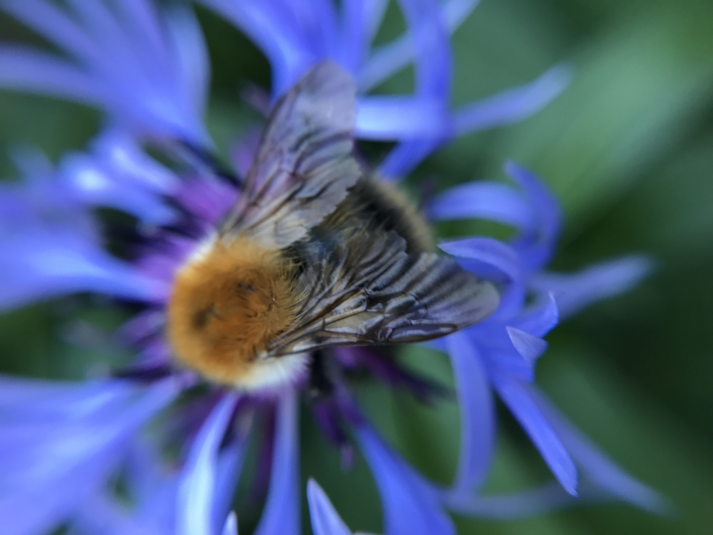 Hummel auf Kornblume