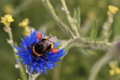 Hummel auf Kornblume