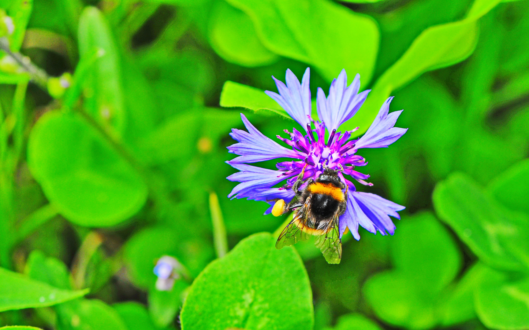 Hummel auf Kornblume