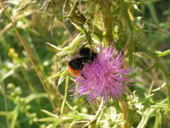 Hummel auf Kratzdistelblüte