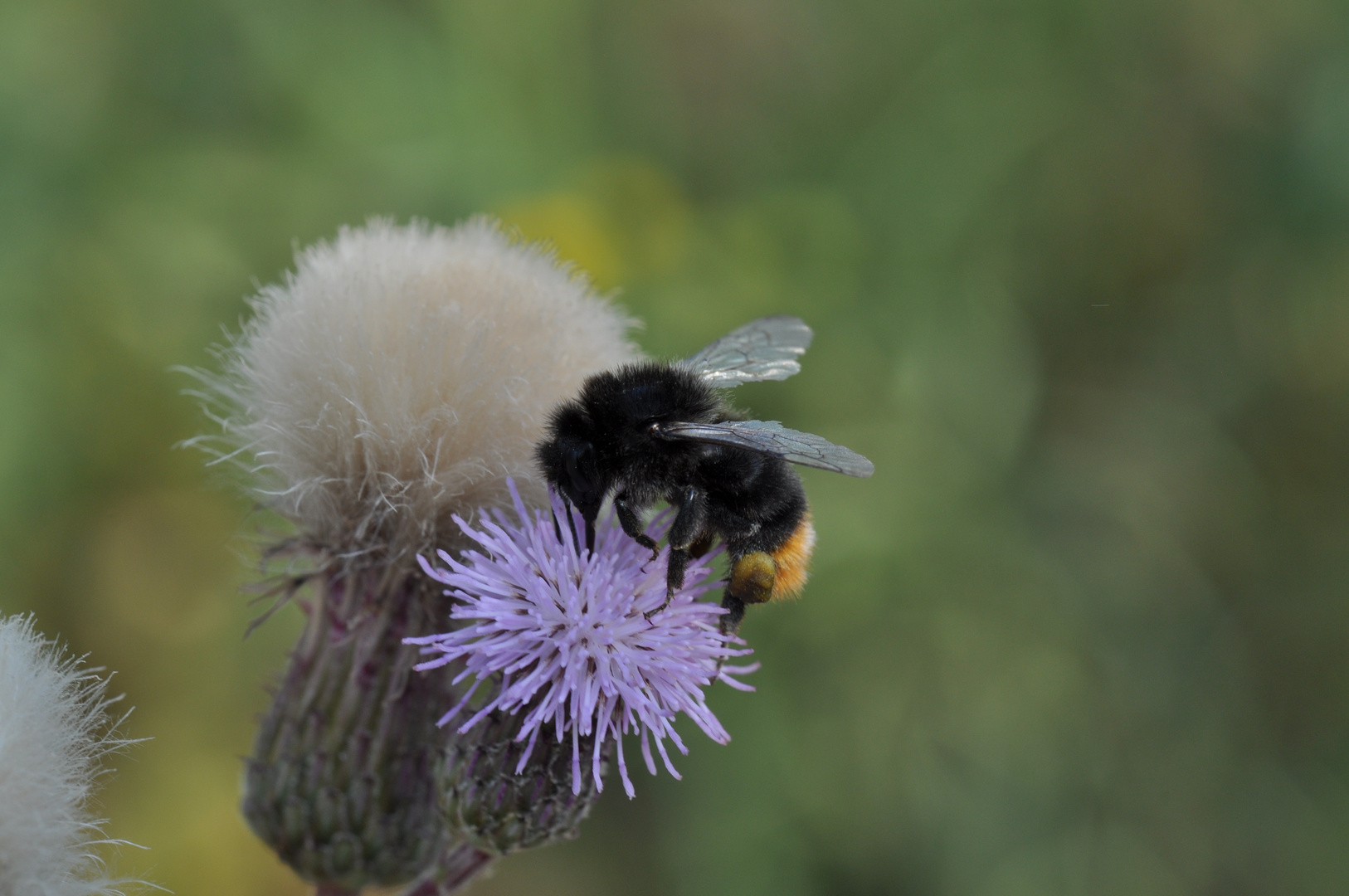 Hummel auf Kratzdisten mit Tamron Macro 60mm 2.0