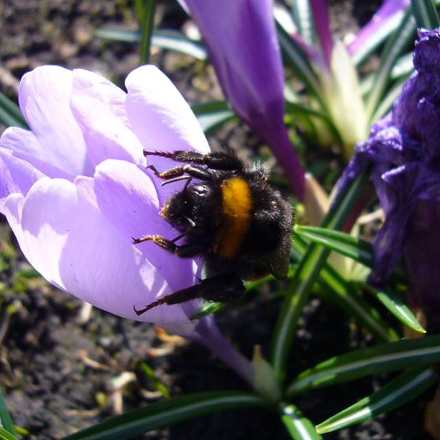 Hummel auf Krokus