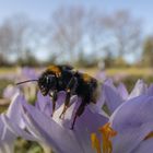 Hummel auf Krokus