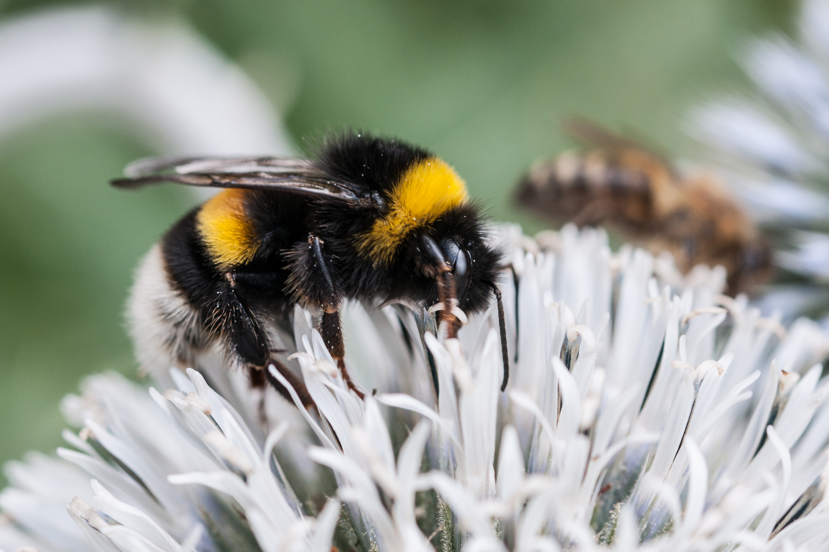 Hummel auf Kugelblume  