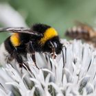 Hummel auf Kugelblume  