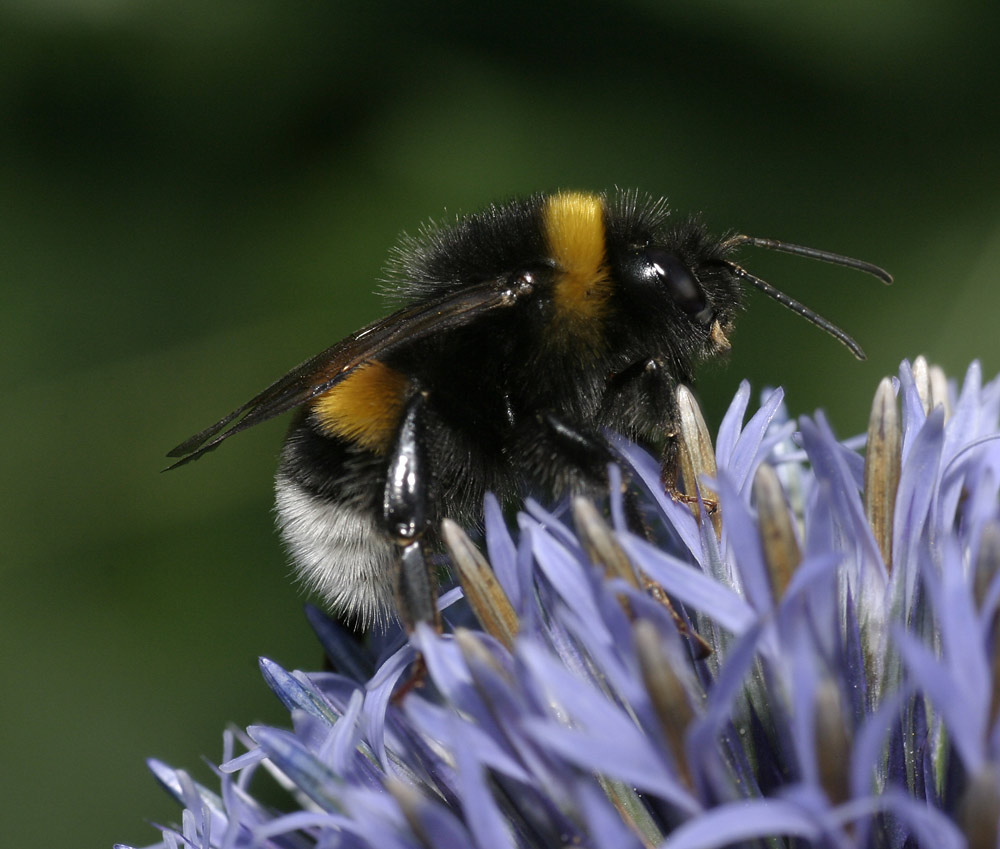 Hummel auf Kugeldistel