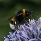 Hummel auf Kugeldistel