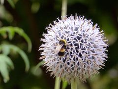 Hummel auf Kugeldistel