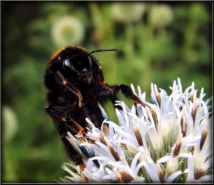 Hummel auf Kugeldistel