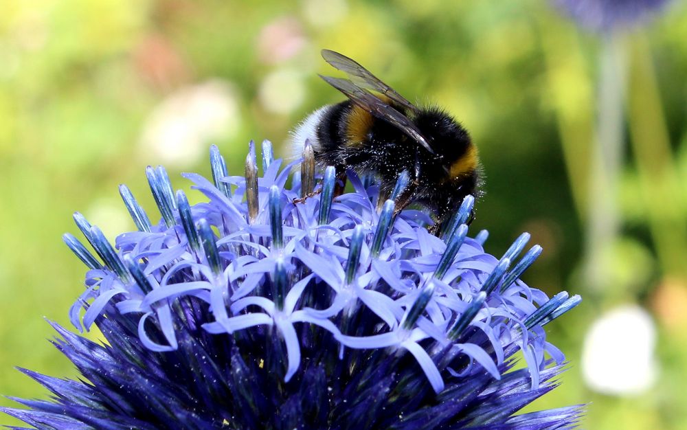 Hummel auf Kugeldistel