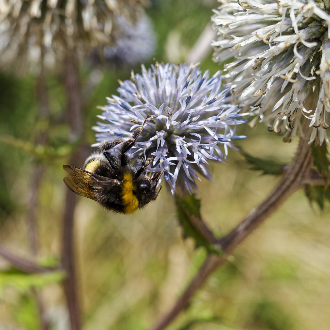 Hummel auf Kugeldistelblüte