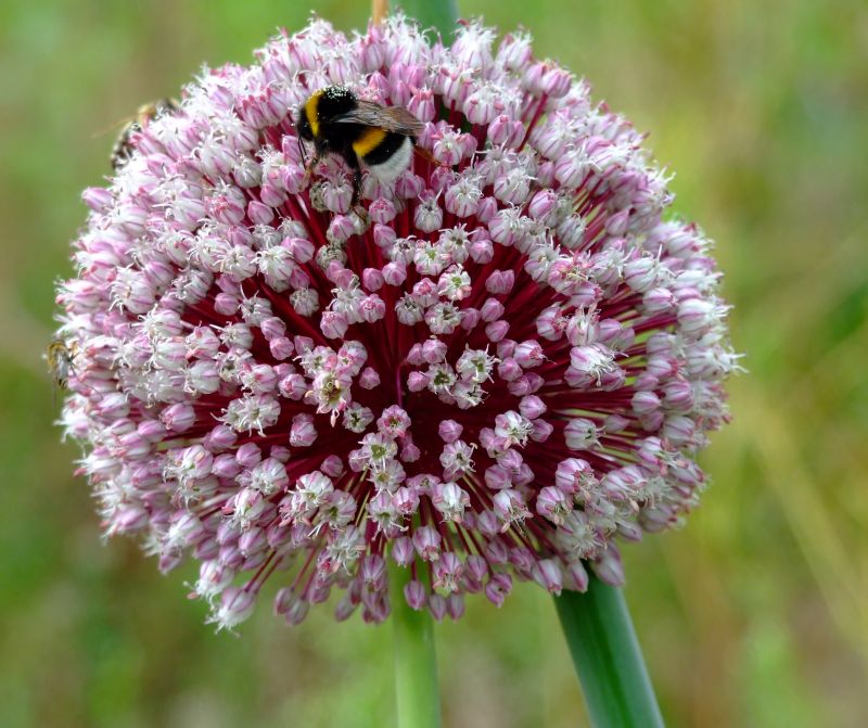 Hummel auf Lauch