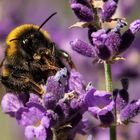 Hummel auf Lavendel 001 