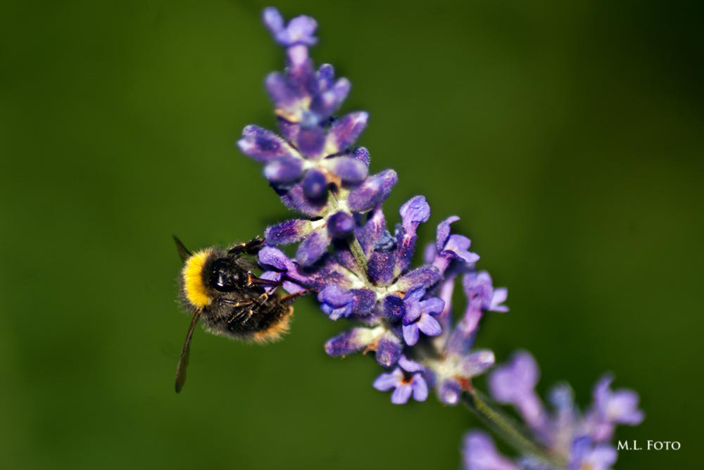 Hummel-auf-Lavendel-2015