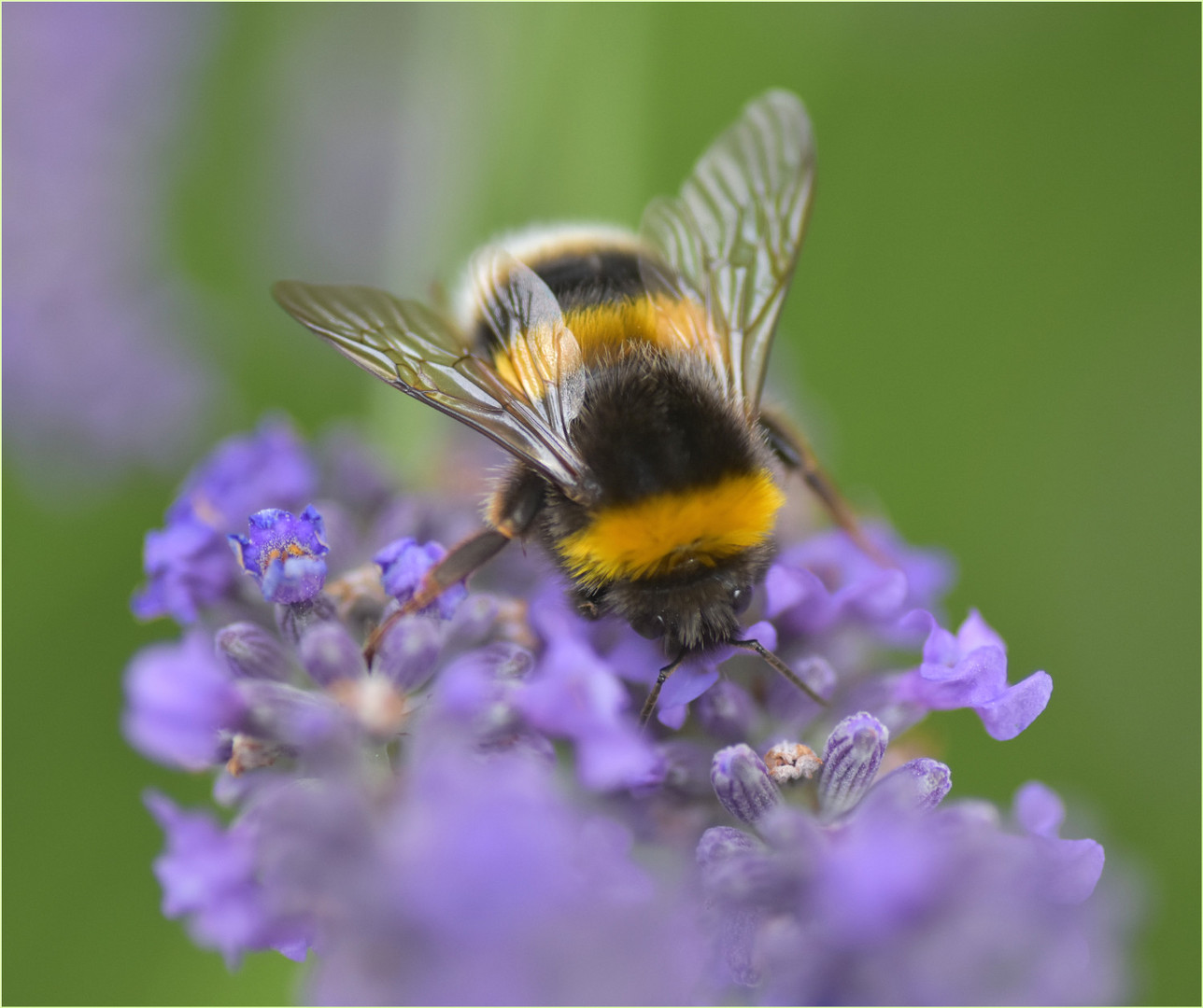 Hummel auf Lavendel