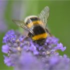 Hummel auf Lavendel