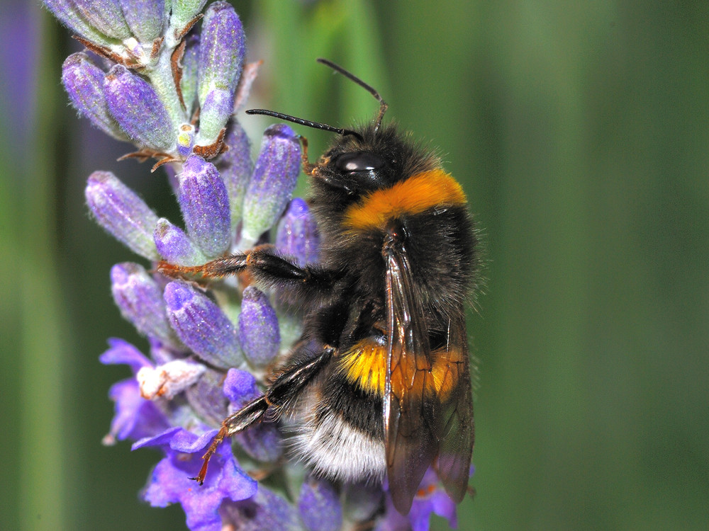 Hummel auf Lavendel