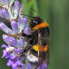 Hummel auf Lavendel