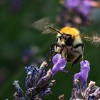 Hummel auf Lavendel