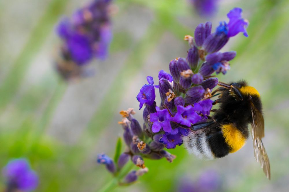 Hummel auf Lavendel