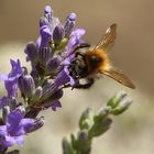 Hummel auf Lavendel