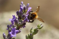 Hummel auf Lavendel