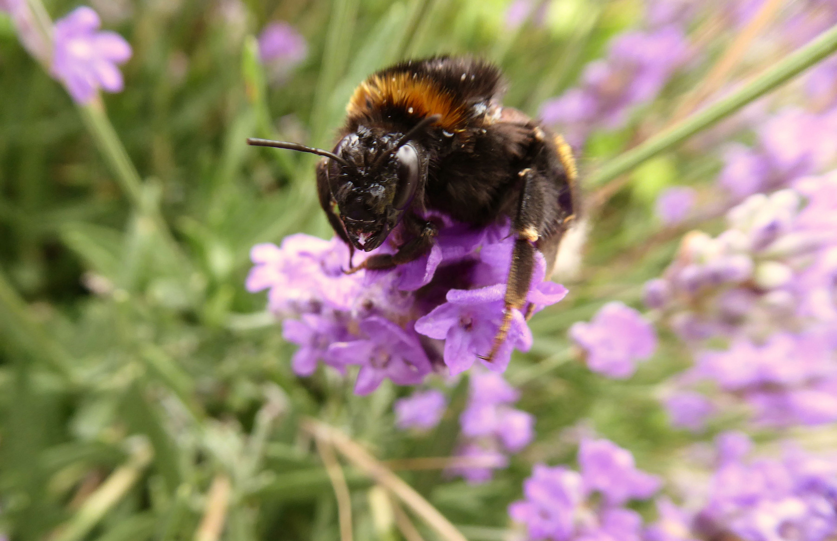 Hummel auf Lavendel