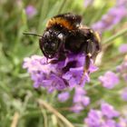 Hummel auf Lavendel