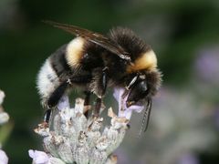 Hummel auf Lavendel