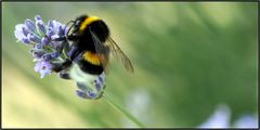 Hummel auf Lavendel