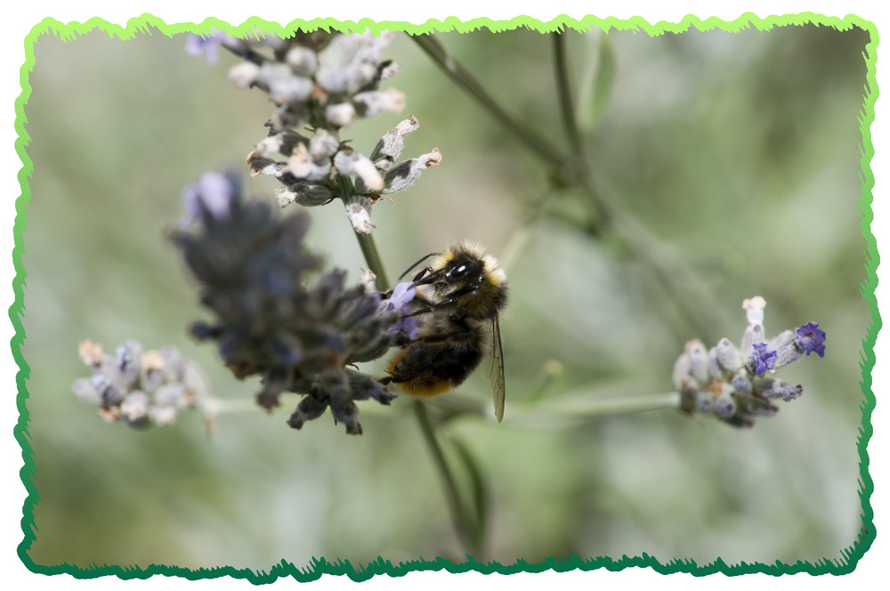 Hummel auf Lavendel