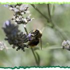 Hummel auf Lavendel