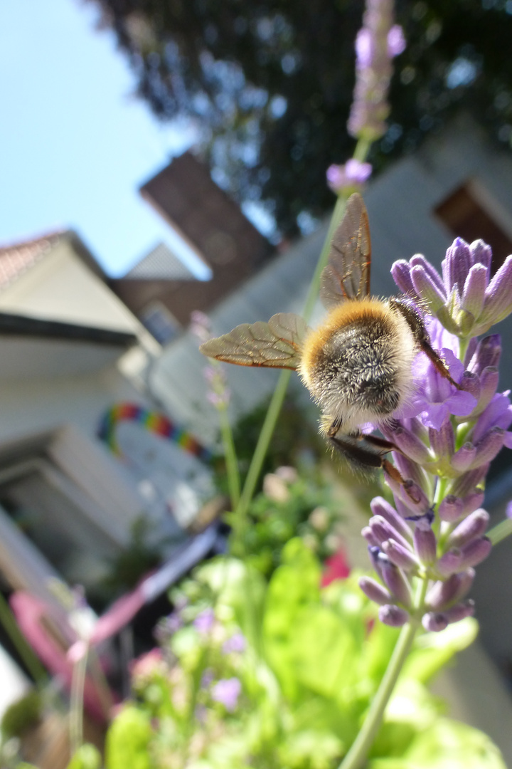 Hummel auf Lavendel