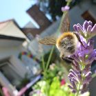 Hummel auf Lavendel