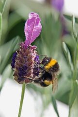 Hummel auf Lavendel